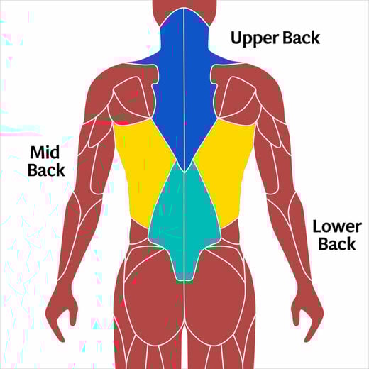 Graphic showing a man's upper back, mid back, and lower back muscles